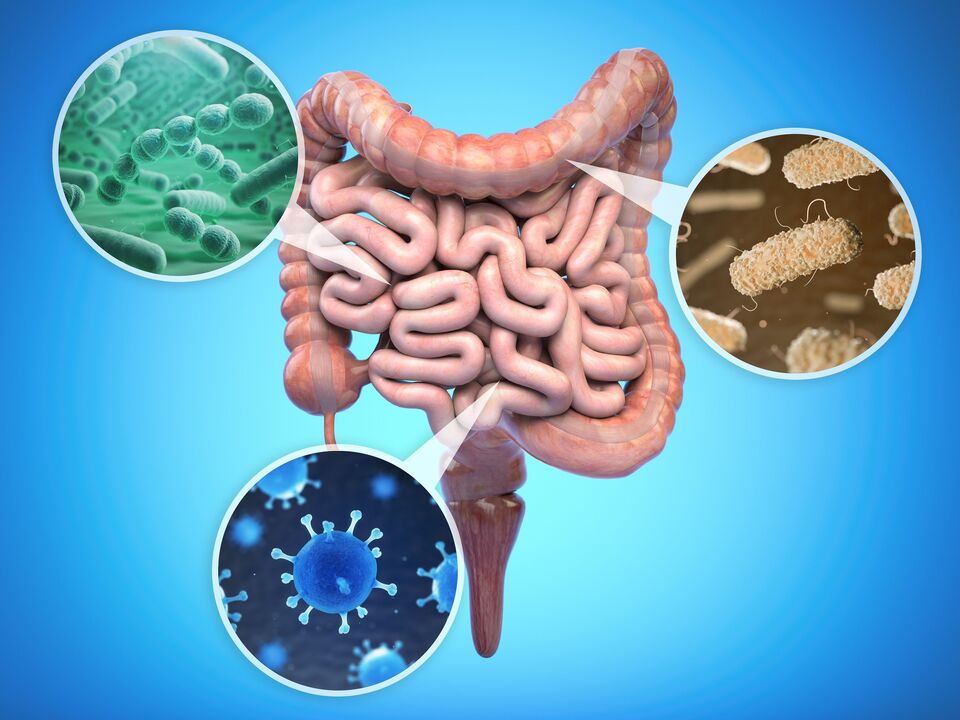 bacterii benefice din intestine